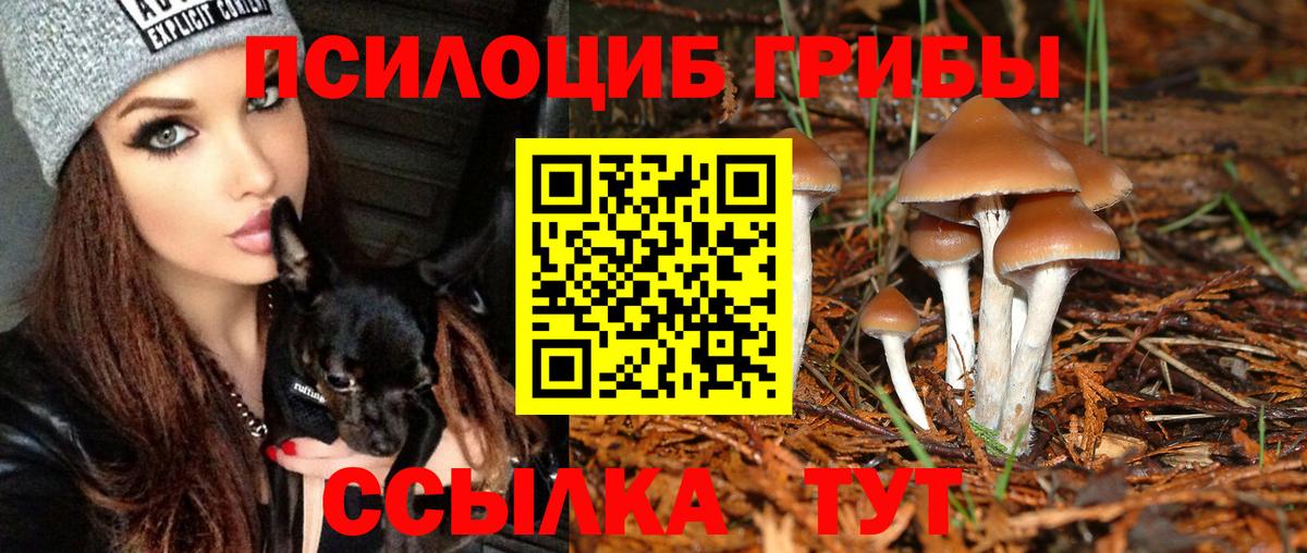 Псилоцибиновые грибы Cubensis Богородск